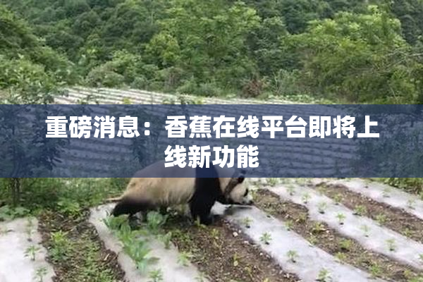 重磅消息：香蕉在线平台即将上线新功能
