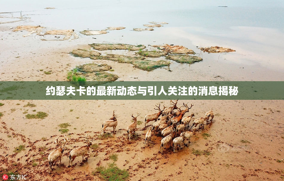 约瑟夫卡的最新动态与引人关注的消息揭秘