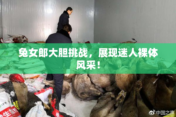 兔女郎大胆挑战，展现迷人裸体风采！