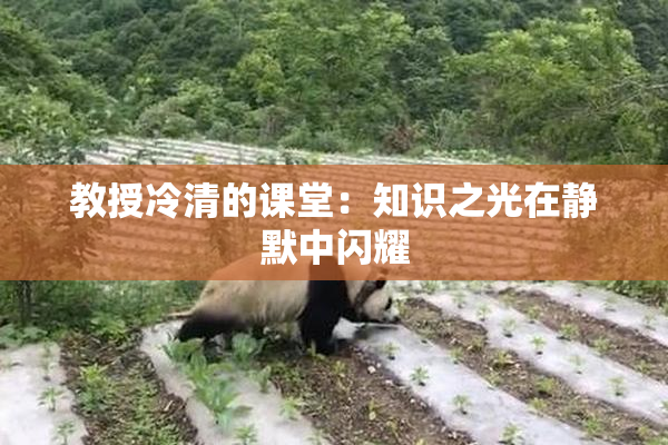 教授冷清的课堂：知识之光在静默中闪耀