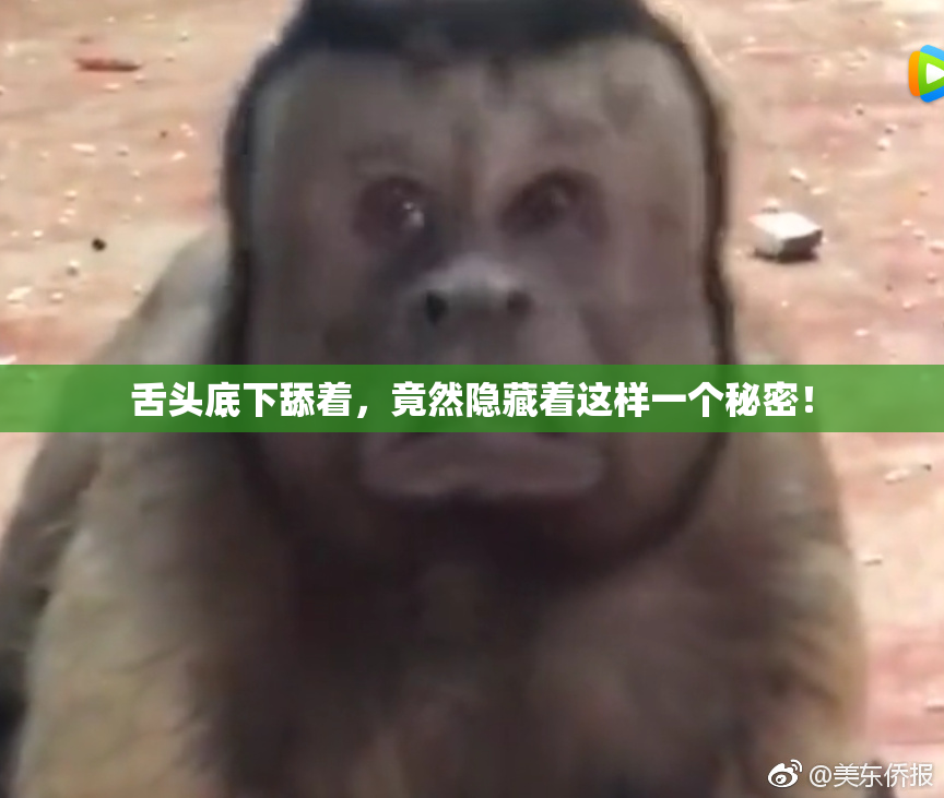 舌头底下舔着，竟然隐藏着这样一个秘密！
