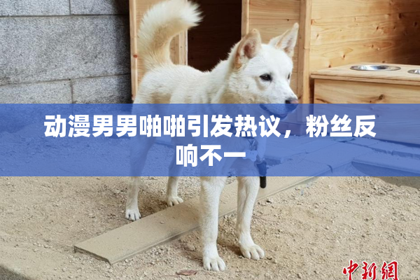 动漫男男啪啪引发热议，粉丝反响不一