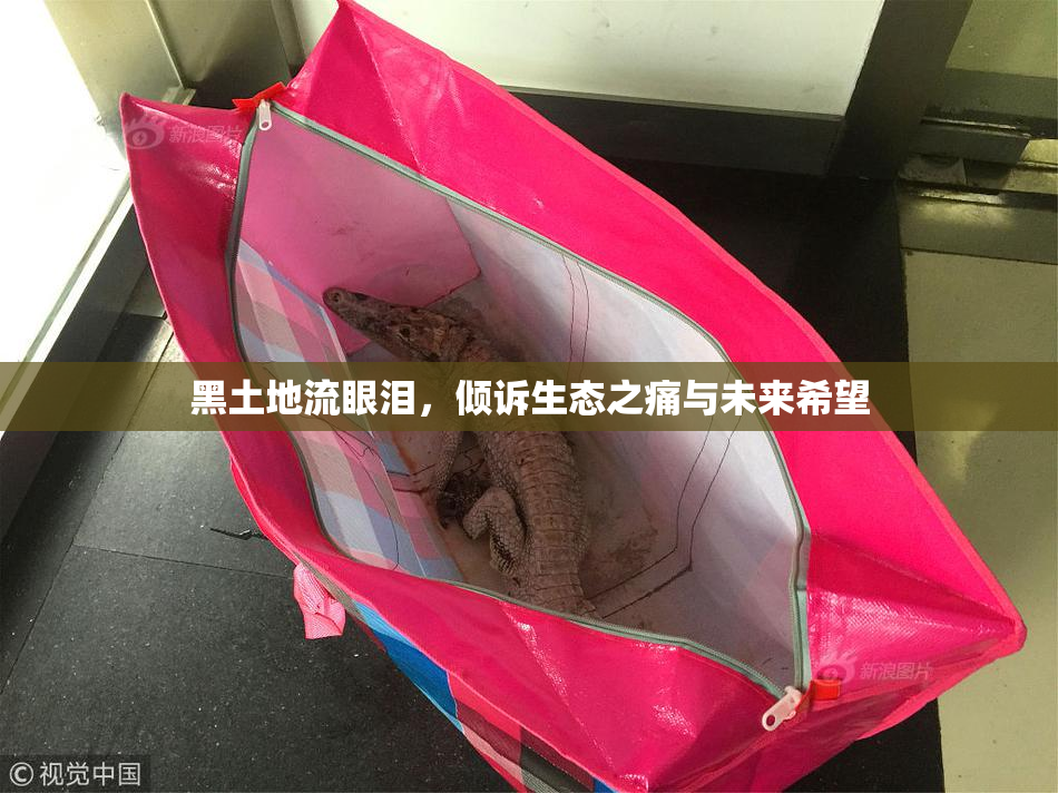黑土地流眼泪，倾诉生态之痛与未来希望