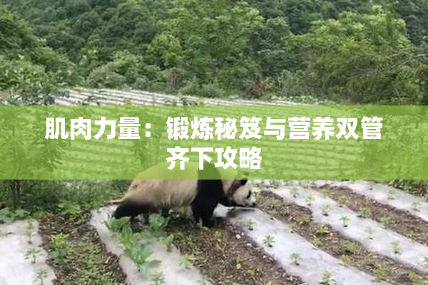 肌肉力量：锻炼秘笈与营养双管齐下攻略