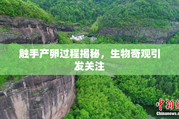 触手产卵过程揭秘，生物奇观引发关注