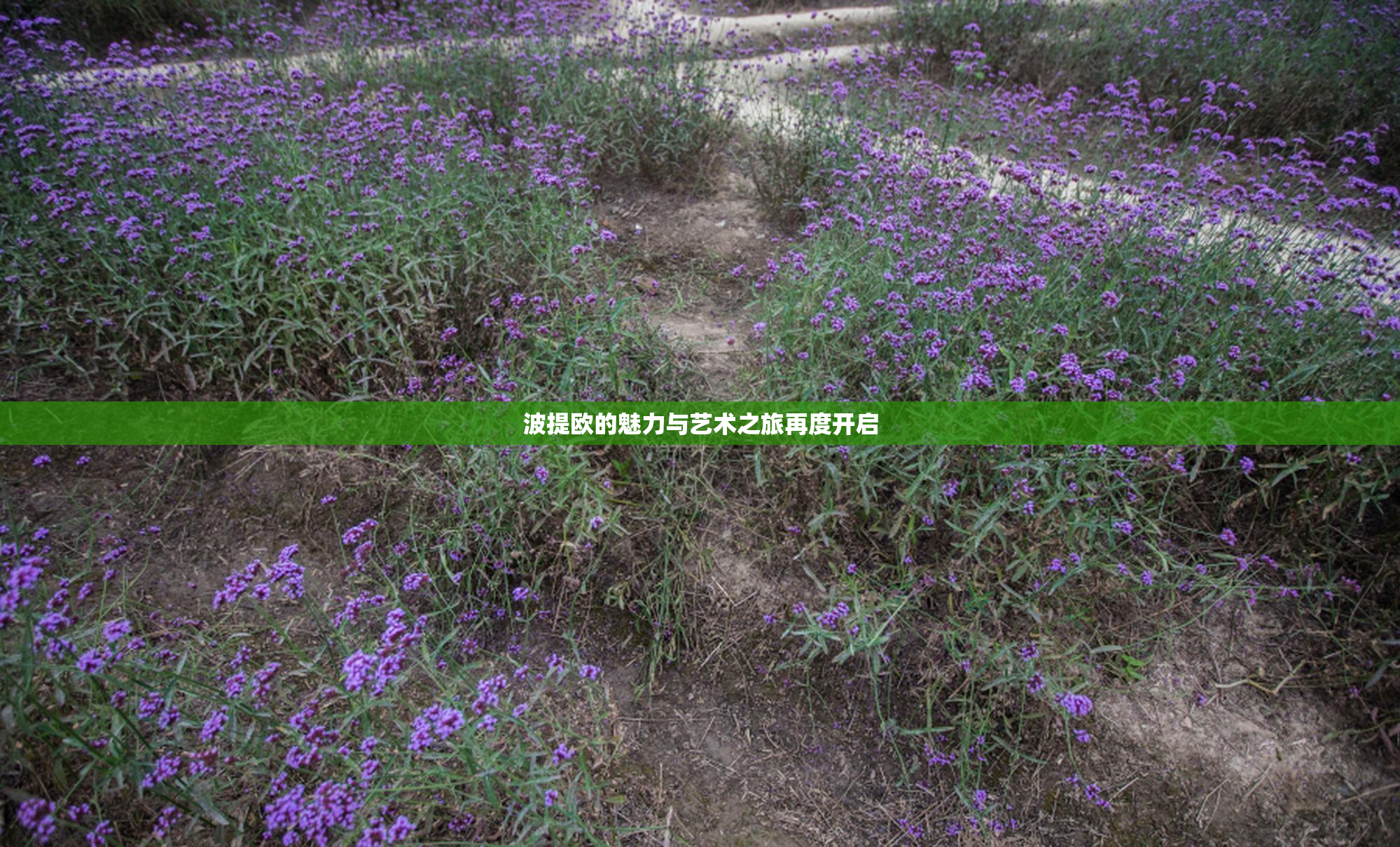 波提欧的魅力与艺术之旅再度开启