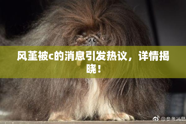 风堇被c的消息引发热议，详情揭晓！