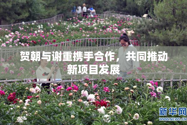 贺朝与谢重携手合作，共同推动新项目发展