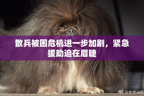 散兵被困危机进一步加剧，紧急援助迫在眉睫