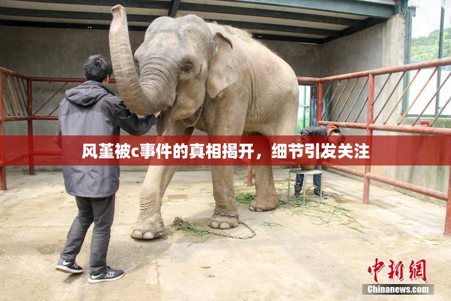 风堇被c事件的真相揭开，细节引发关注