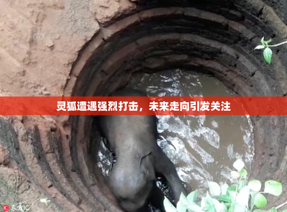 灵狐遭遇强烈打击，未来走向引发关注