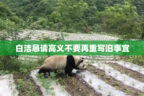 白洁恳请高义不要再重写旧事宜