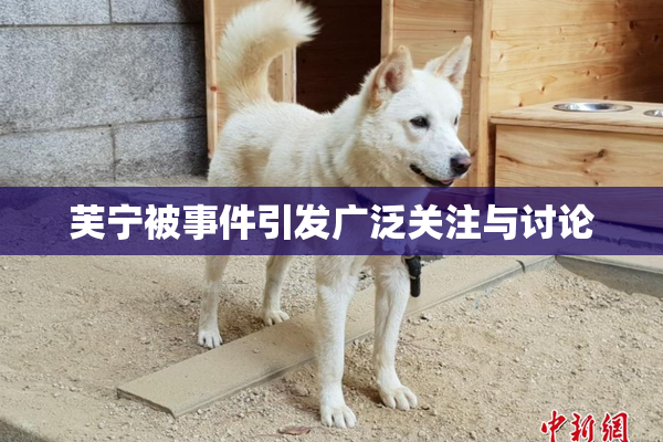 芙宁被事件引发广泛关注与讨论