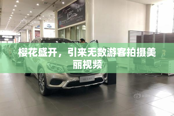 樱花盛开，引来无数游客拍摄美丽视频