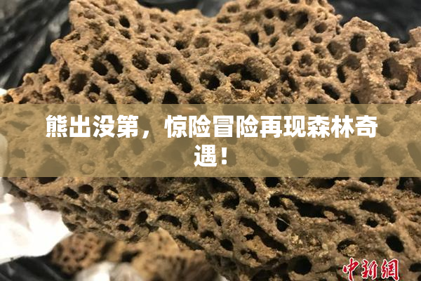 熊出没第，惊险冒险再现森林奇遇！