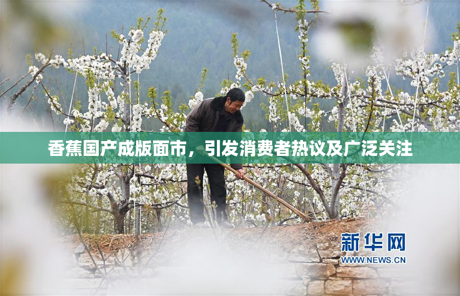 香蕉国产成版面市，引发消费者热议及广泛关注