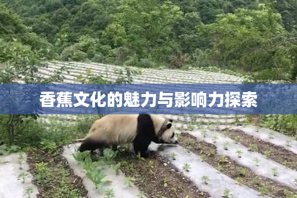 香蕉文化的魅力与影响力探索