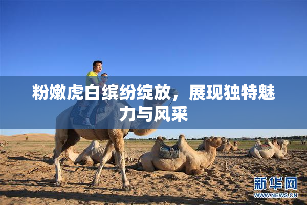 粉嫩虎白缤纷绽放，展现独特魅力与风采