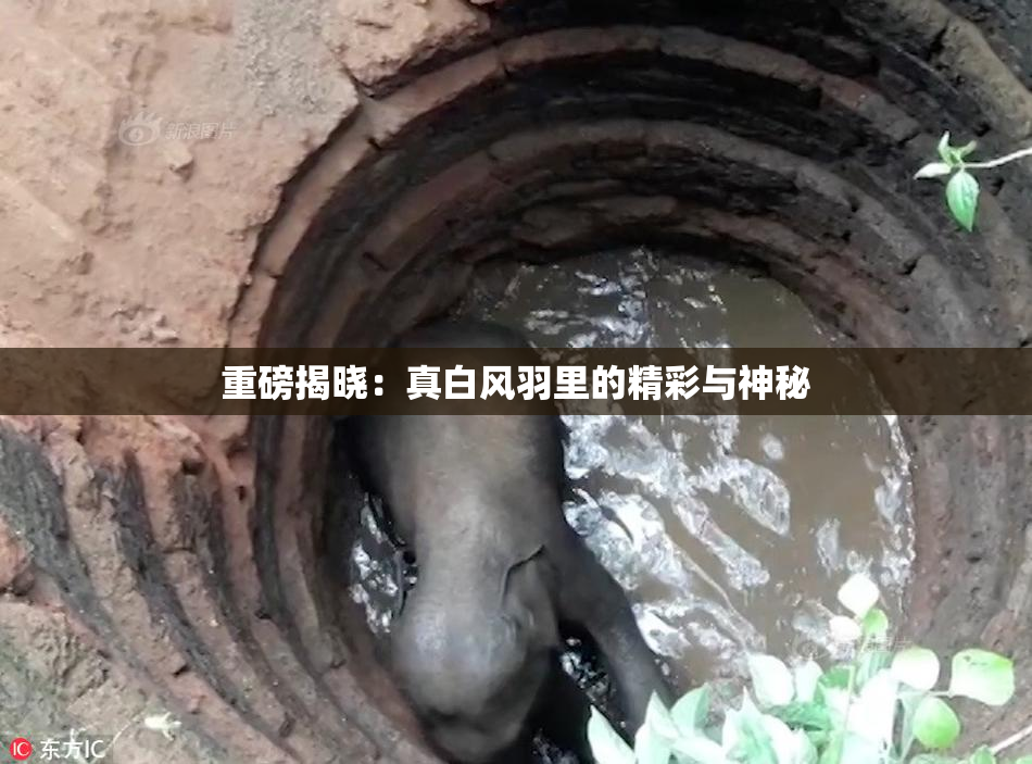 重磅揭晓：真白风羽里的精彩与神秘