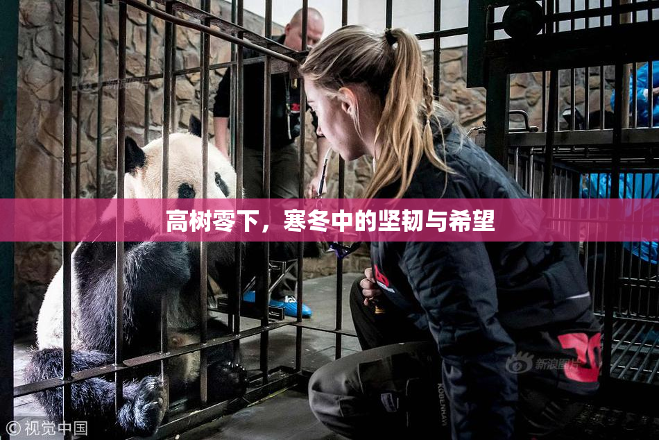 高树零下，寒冬中的坚韧与希望