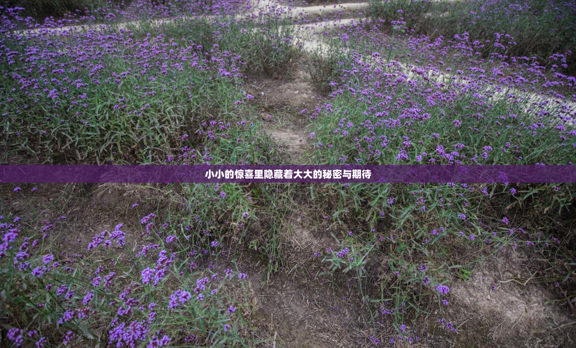 小小的惊喜里隐藏着大大的秘密与期待