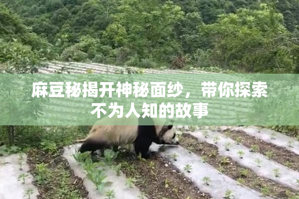 麻豆秘揭开神秘面纱，带你探索不为人知的故事