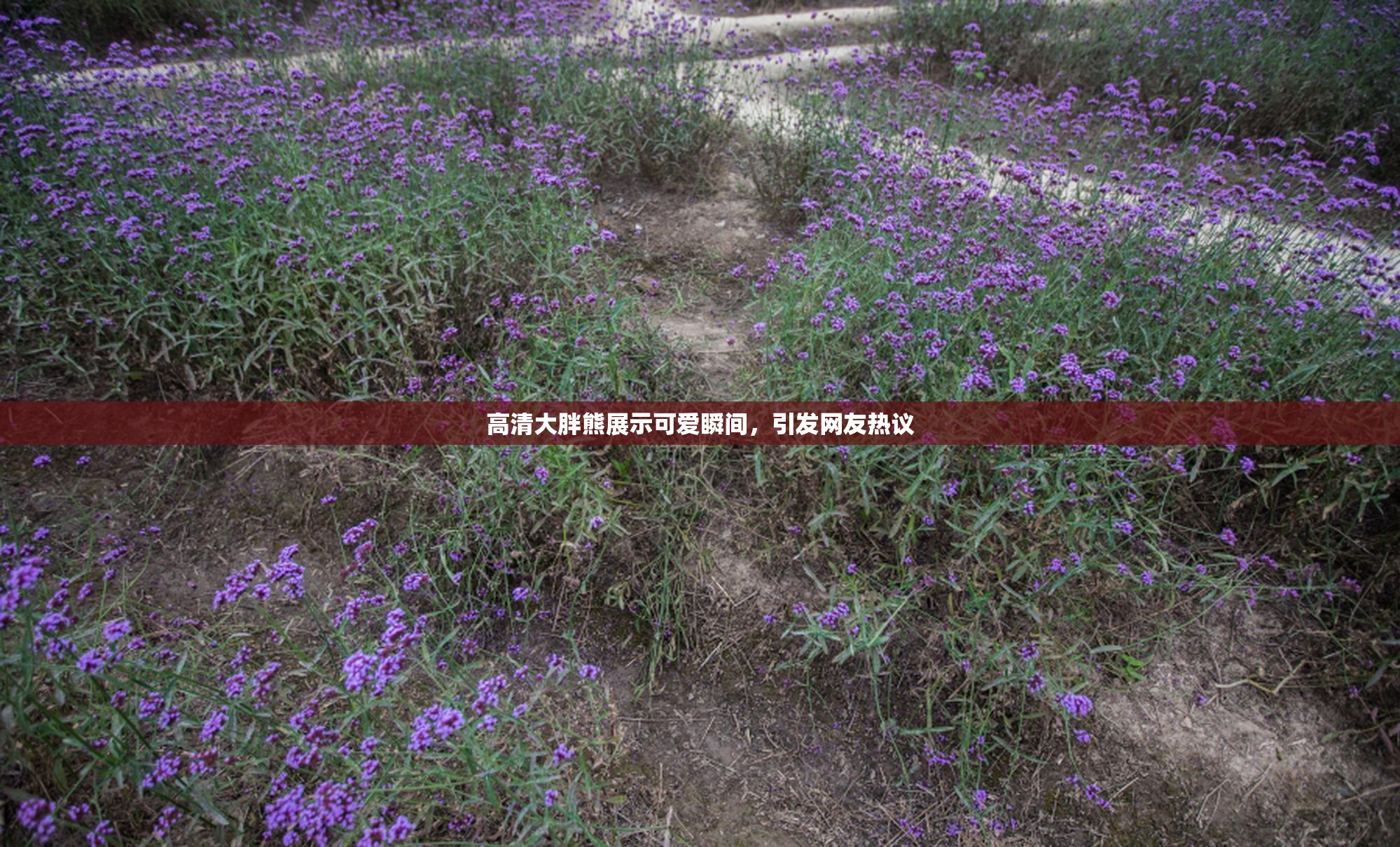 高清大胖熊展示可爱瞬间，引发网友热议
