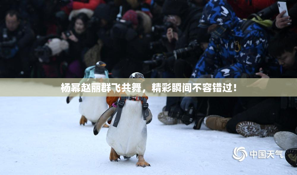 杨幂赵丽群飞共舞，精彩瞬间不容错过！