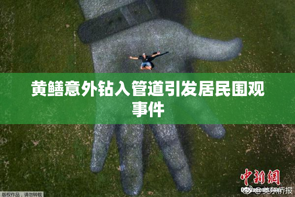 黄鳝意外钻入管道引发居民围观事件