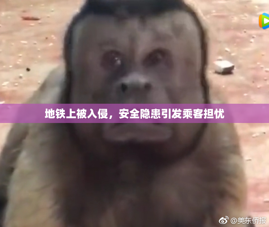 地铁上被入侵，安全隐患引发乘客担忧