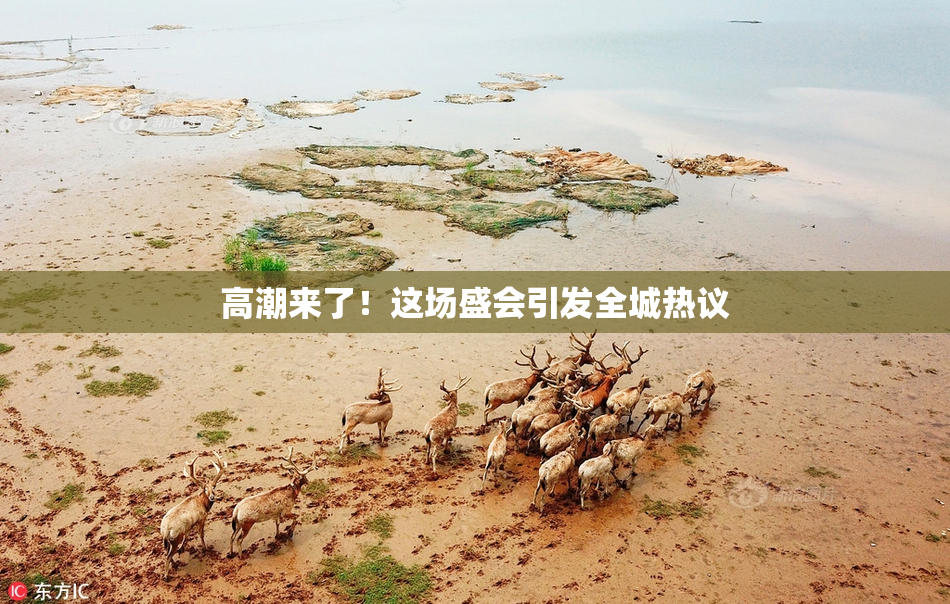 高潮来了！这场盛会引发全城热议