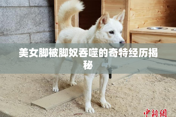 美女脚被脚奴吞噬的奇特经历揭秘