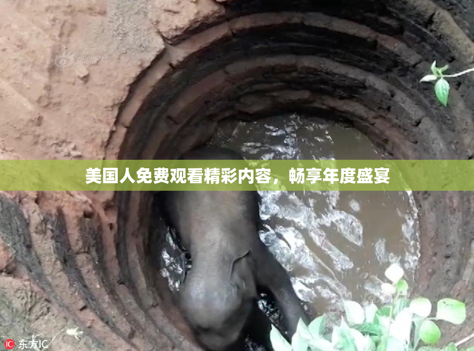 美国人免费观看精彩内容，畅享年度盛宴