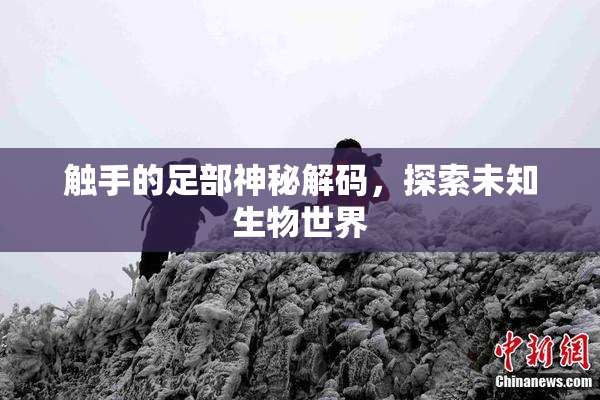 触手的足部神秘解码，探索未知生物世界