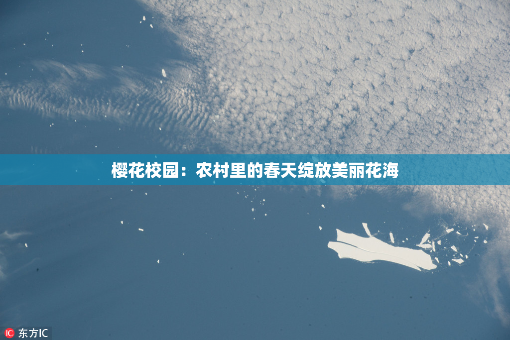 樱花校园：农村里的春天绽放美丽花海