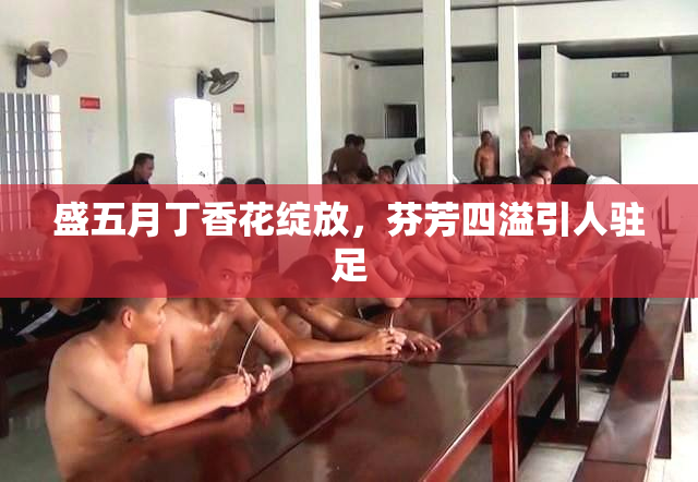盛五月丁香花绽放，芬芳四溢引人驻足