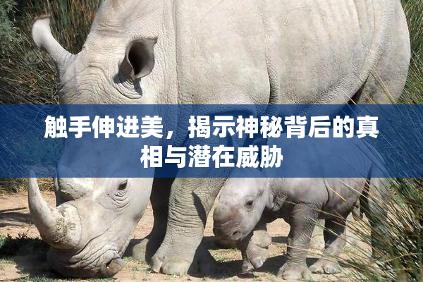 触手伸进美，揭示神秘背后的真相与潜在威胁