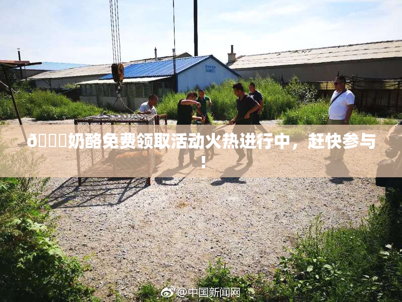🔞奶酪免费领取活动火热进行中，赶快参与！