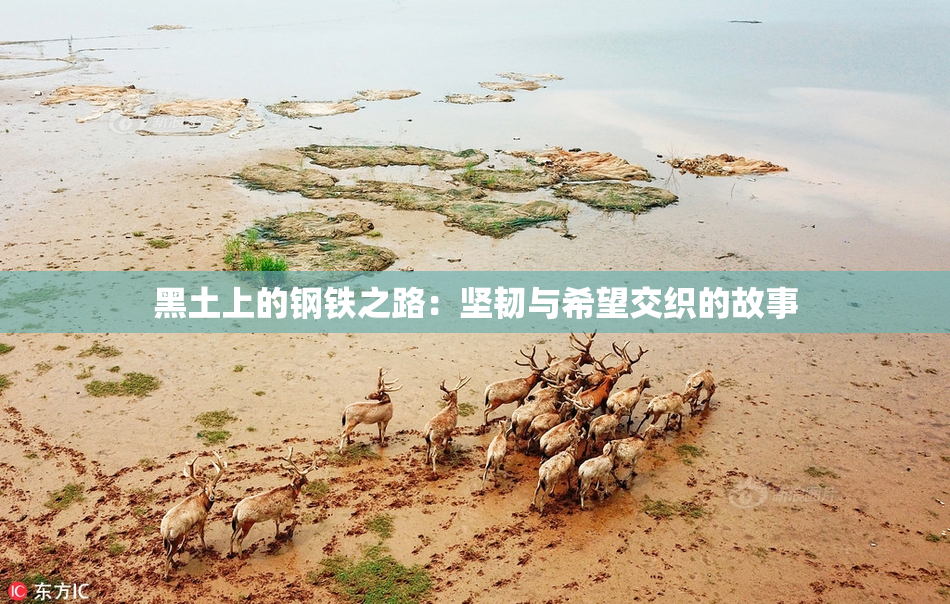 黑土上的钢铁之路：坚韧与希望交织的故事
