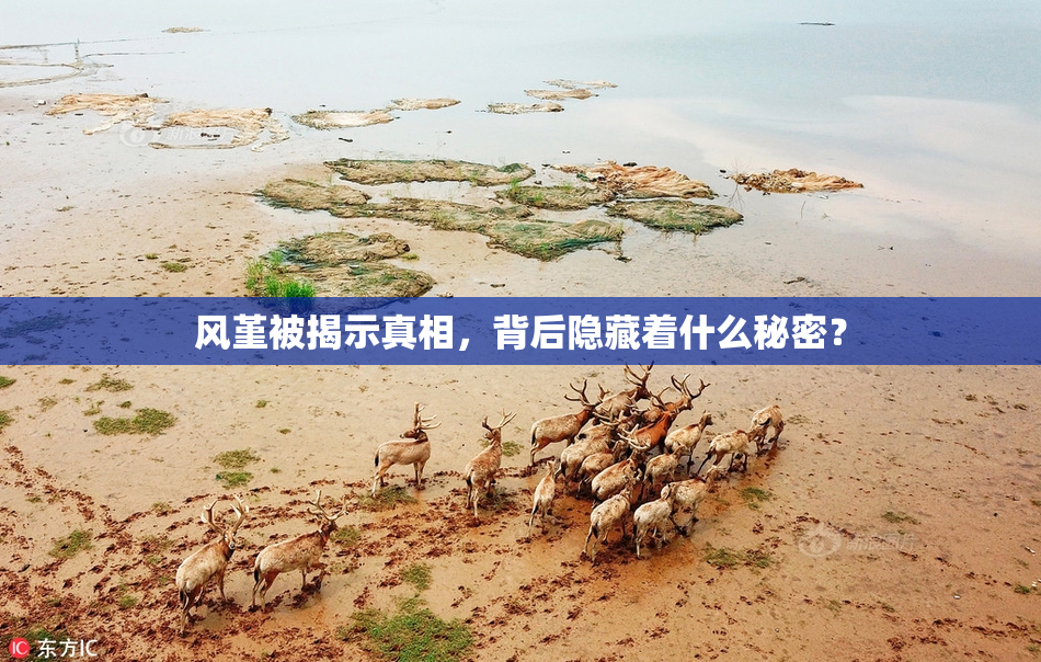 风堇被揭示真相，背后隐藏着什么秘密？