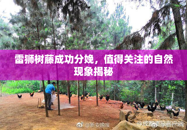雷狮树藤成功分娩，值得关注的自然现象揭秘