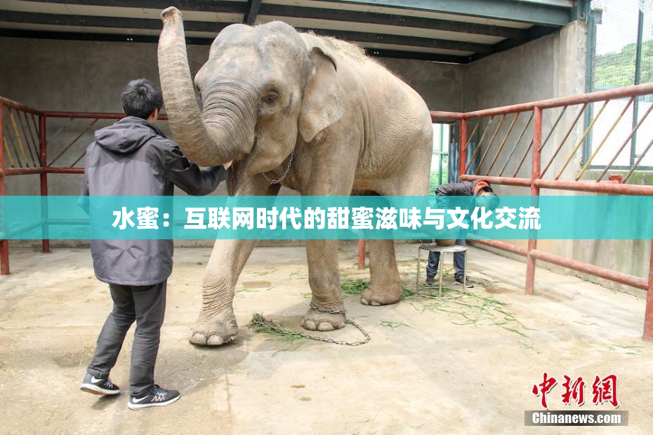 水蜜：互联网时代的甜蜜滋味与文化交流