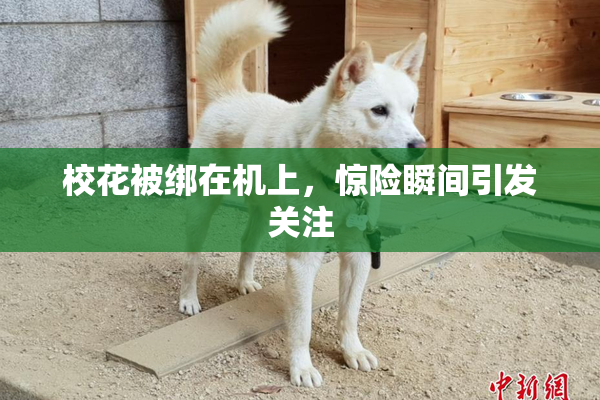校花被绑在机上，惊险瞬间引发关注
