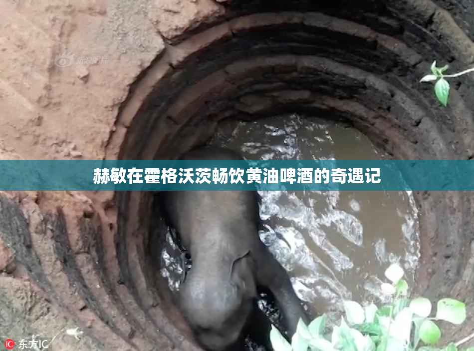 赫敏在霍格沃茨畅饮黄油啤酒的奇遇记