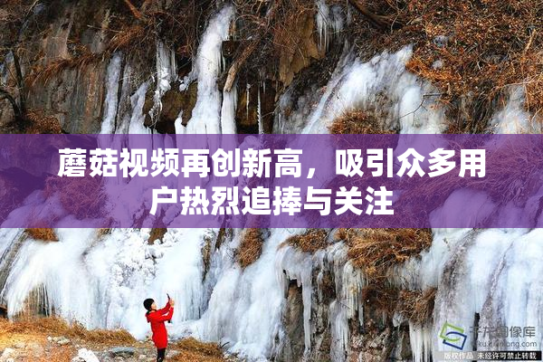 蘑菇视频再创新高，吸引众多用户热烈追捧与关注
