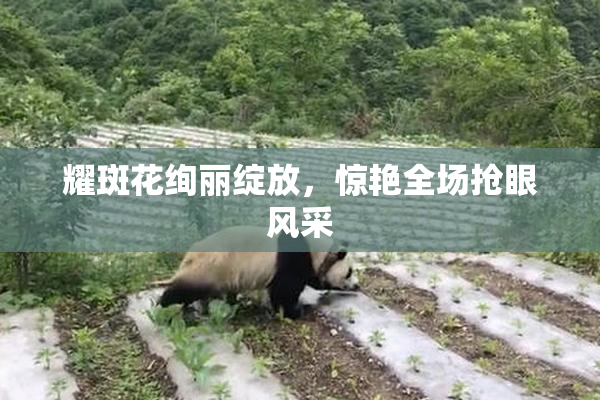 耀斑花绚丽绽放，惊艳全场抢眼风采