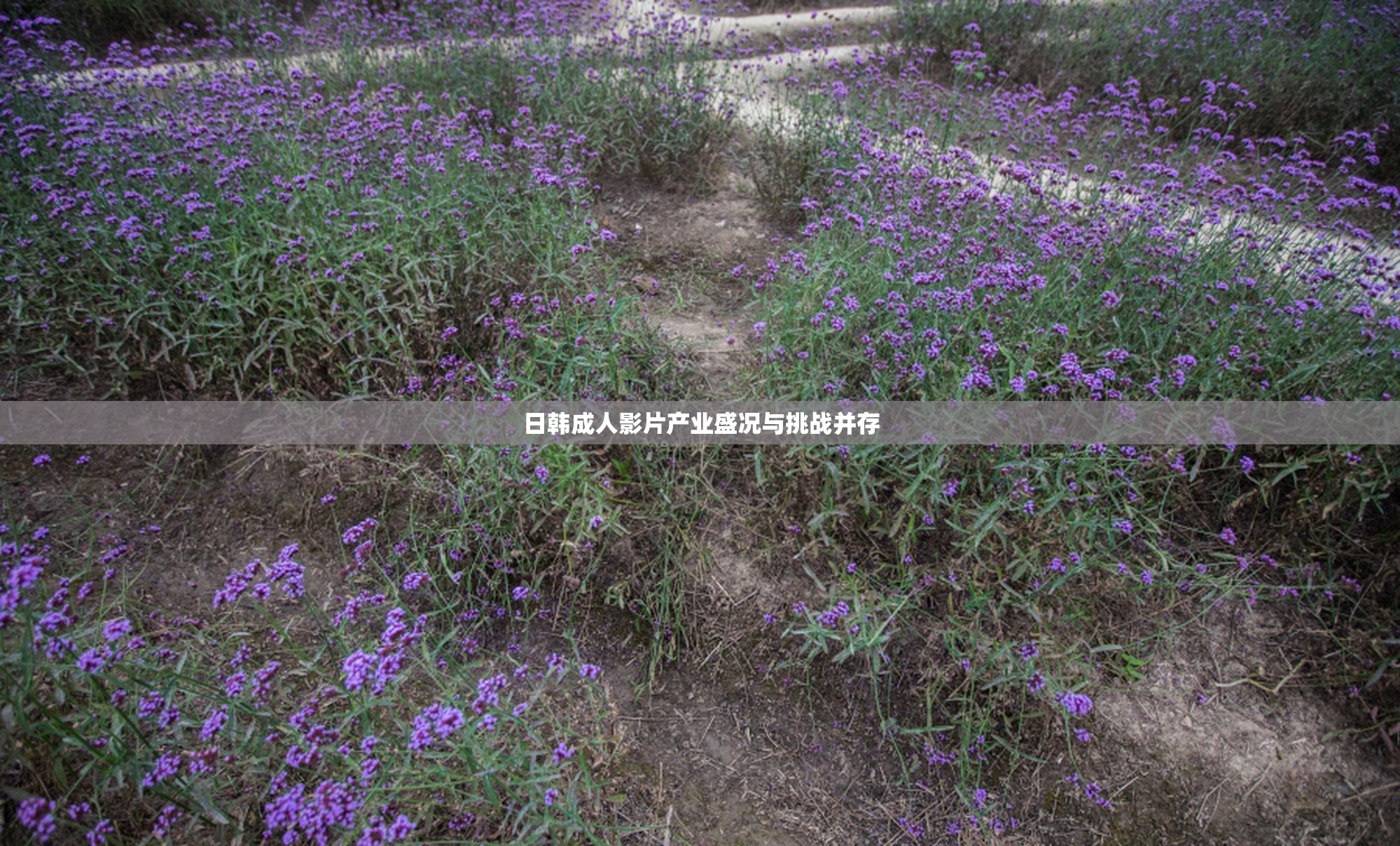 日韩成人影片产业盛况与挑战并存