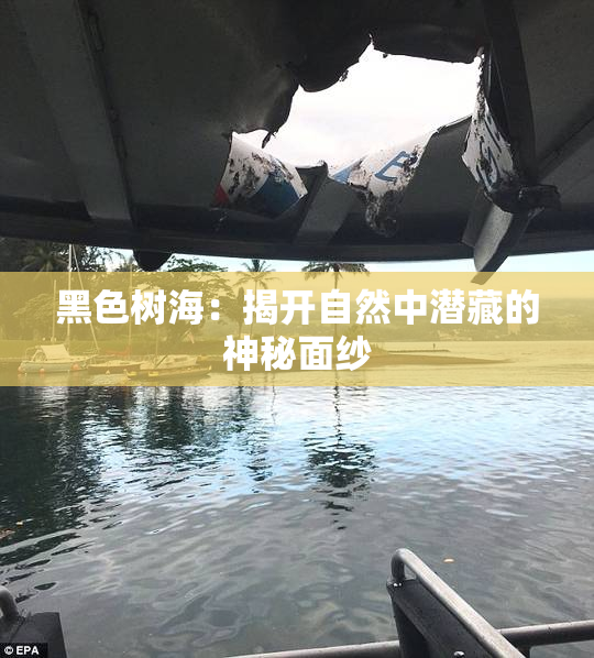 黑色树海：揭开自然中潜藏的神秘面纱
