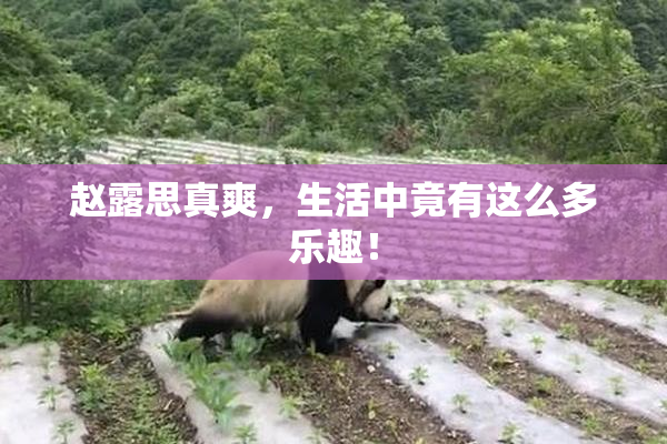 赵露思真爽，生活中竟有这么多乐趣！