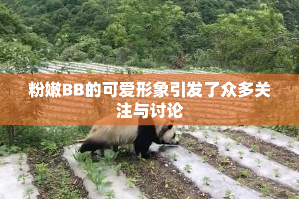 粉嫩BB的可爱形象引发了众多关注与讨论